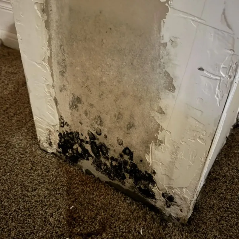 Professional Mold Removal in Jackson, OH